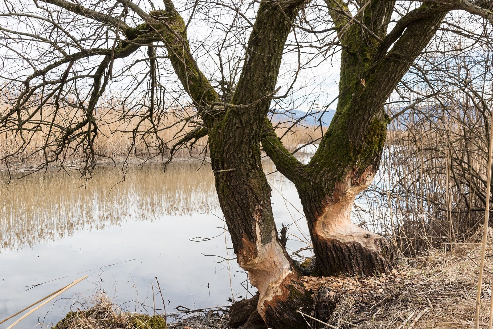 Naturschutzgebiet Rheindelta